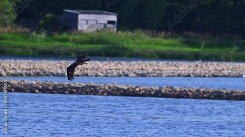 Osprey Skimming Water in Flight