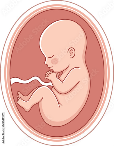 Fetus inside womb, detailed prenatal development anatomy, medical education illustration, embryonic growth stages, healthcare vector, pregnancy awareness content