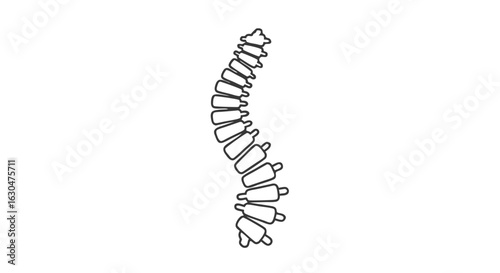 Detailed Line Drawing Depicting the Human Spinal Column Anatomy Illustrating Vertebral Alignment and Intervertebral Disc Structure for Anatomical
