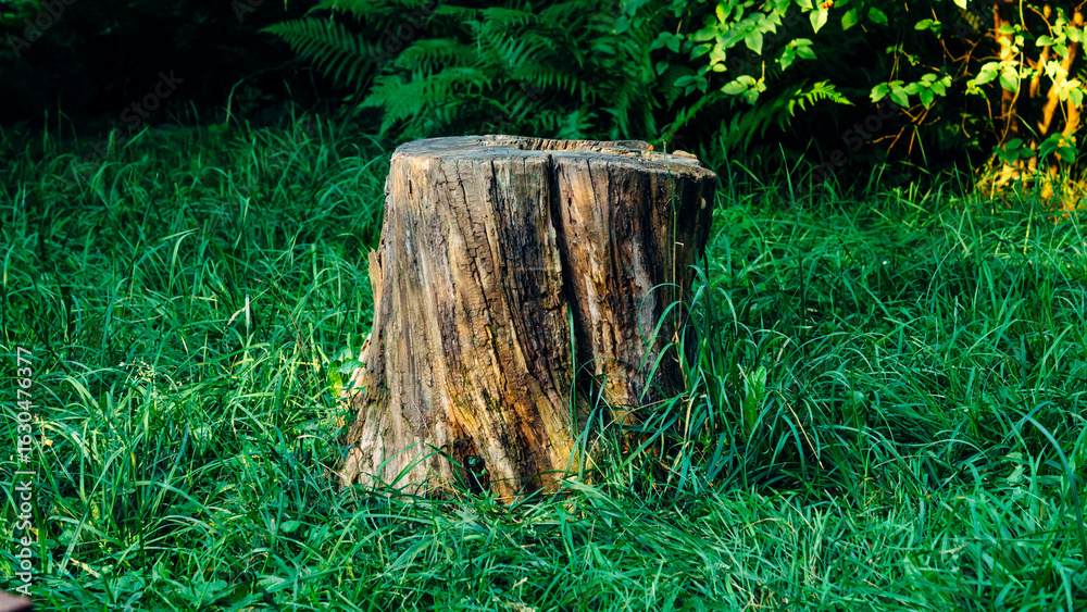 Fototapeta premium axe in the stump