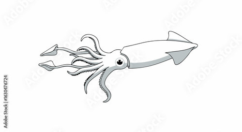 Illustrative depiction of a squid, showcasing its distinctive tentacles and hydrodynamic body, providing a marine life study element