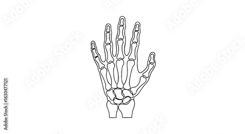 Skeletal Hand Line Art: Anatomical Illustration for Medical or Creative Purposes