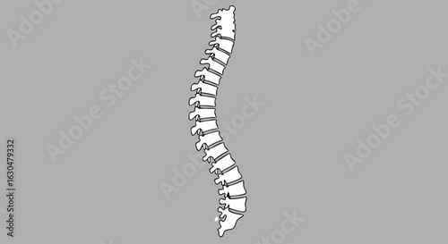 Human Vertebral Column Depiction for Educational or Medical Illustration Use in Healthcare Content Creation