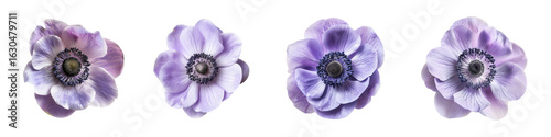 Lavender colored anemone flowers arranged side by side a transparent background Generative AI