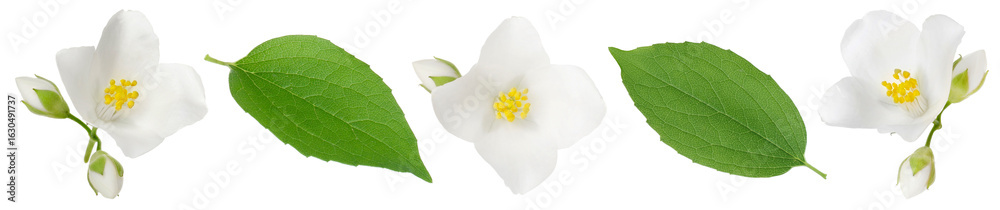 Obraz premium Fragrant jasmine flowers and leaves isolated on white, set