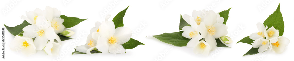Fototapeta premium Fragrant jasmine flowers and leaves isolated on white, set