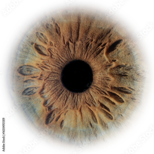 eye isolated on white
