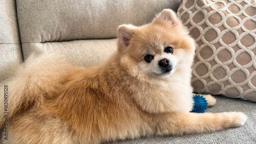 Pomeranian puppy laying on fabric sofa in the house