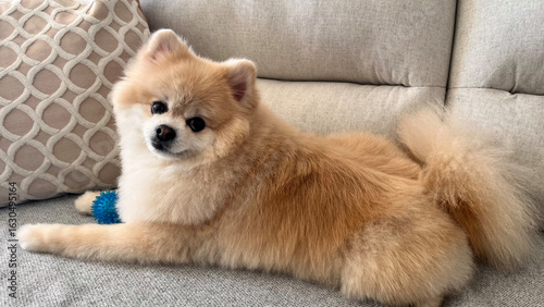 Pomeranian puppy laying on fabric sofa in the house