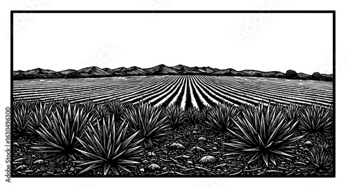 Wide Agave Field Landscape View with Distant Mountains in Black and White Outline Line Art Drawing