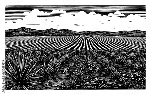 Wide Agave Field Landscape Woodcut Style Black and White Outline Line Art Drawing with Distant Mountains and Clouds