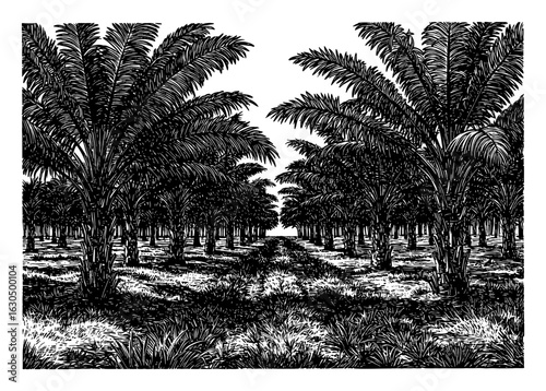 Oil Palm Field Panorama Rows of Tropical Trees Black and White Outline Line Art Drawing Landscape