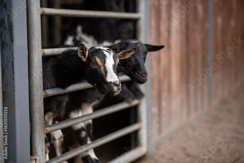 Two curious goats peek through a metal fence inside a rustic farm barn.