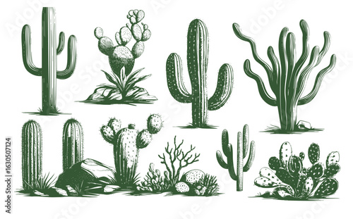 A collection of cacti illustration