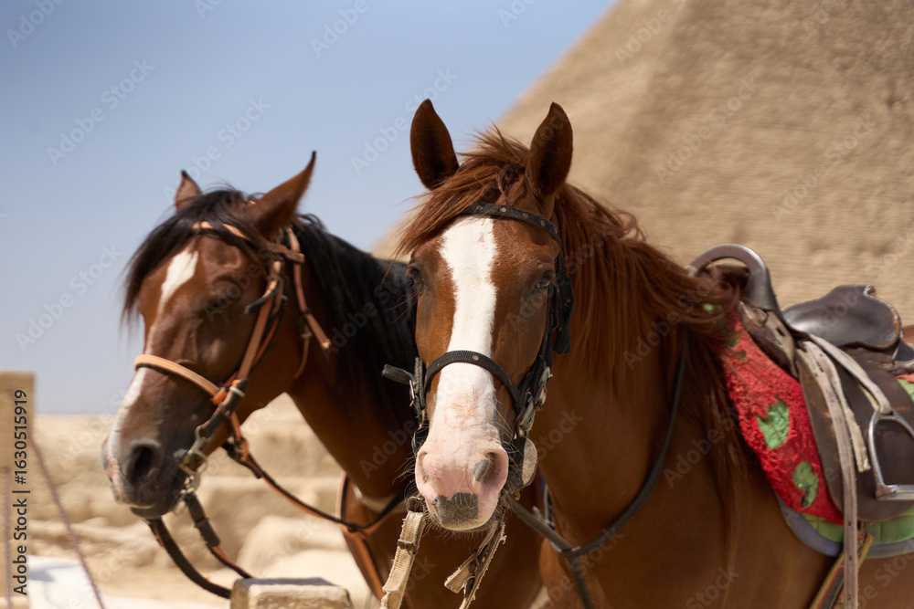 Obraz premium two horses in front of the Great Pyramid of Giza, Egypt