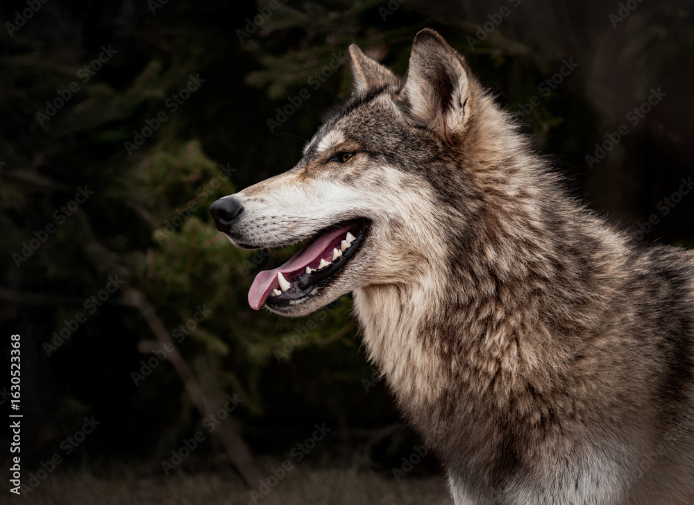 Fototapeta premium Grey Wolf (Canis lupus) Looks Left Mouth Open Ears Up