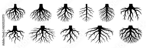 Black and white vector tree root silhouettes collection. Set of twelve different root system shapes, hand-drawn illustrations. Design elements for botanical, environmental, or genealogy concepts.