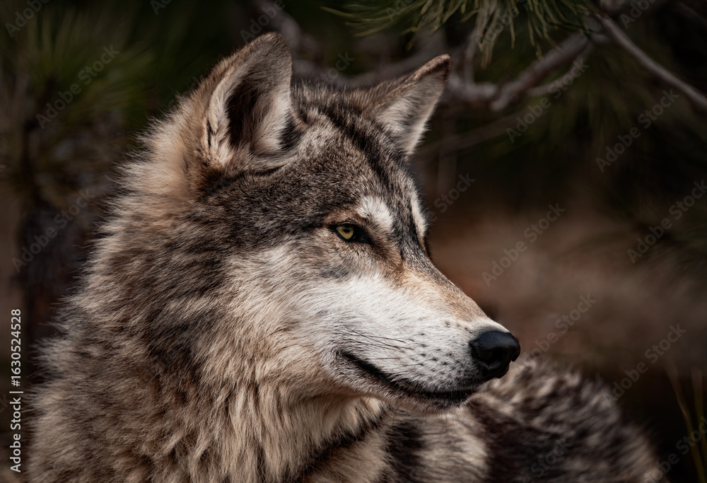 Fototapeta premium Grey Wolf (Canis lupus) Looks Intently to Right In Pine