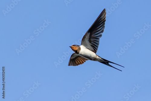barn swallow