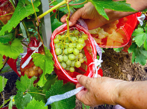 Using mesh covers on grape clusters