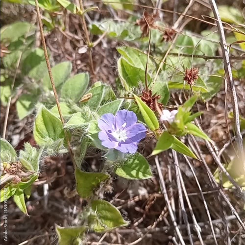 Blue  flower 