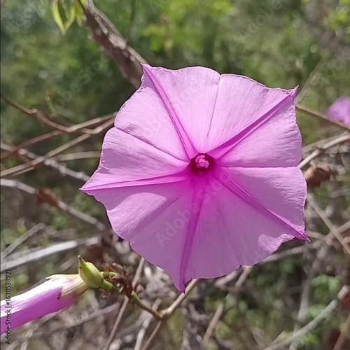 pink umbrella 