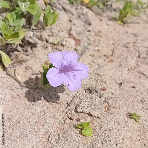 Blue flower 