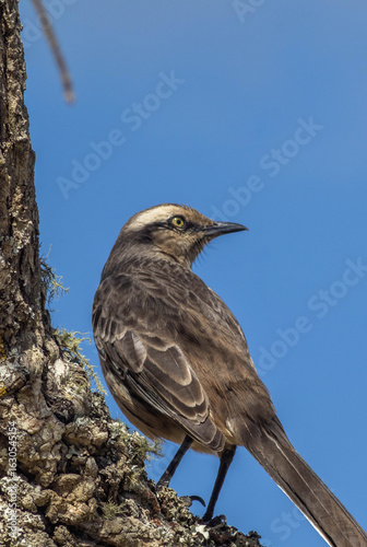 Sabiá do campo (Brazilian bird) vertical