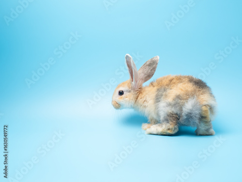 Baby cute rabbit with tri-colored fur sitting on blue background. Baby rabbit pet is adorable.