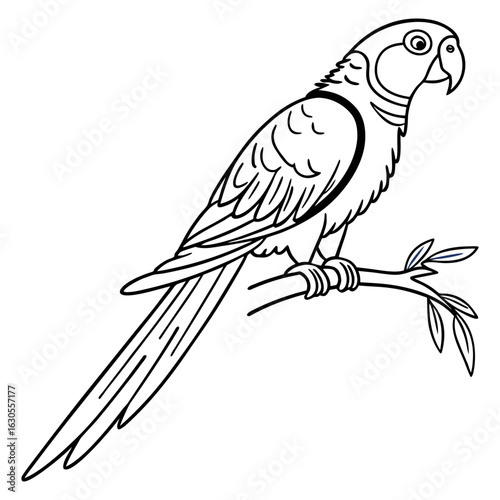 parrot on a white background