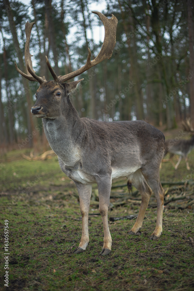 Fototapeta premium deer in nature