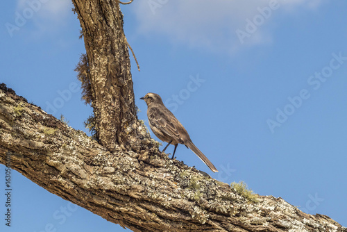 Sabiá do campo (Brazilian bird) wide