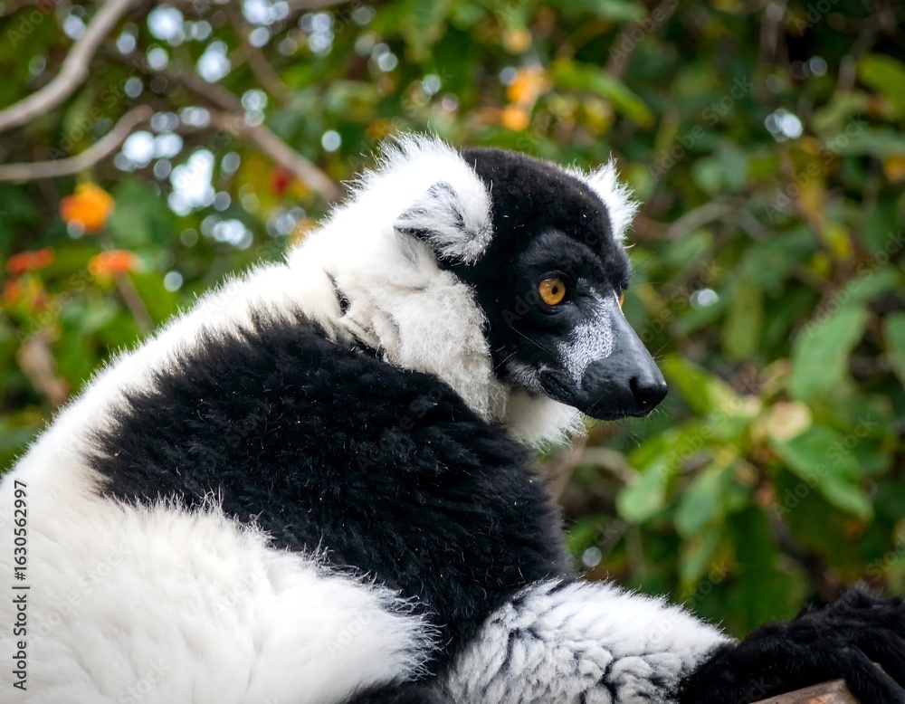 Fototapeta premium Black and white lemur in a tree