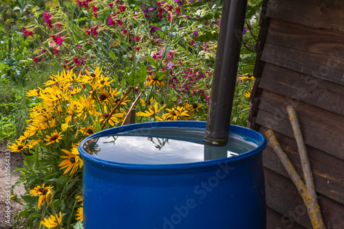 Blue garden barrel for rainwater for watering the garden