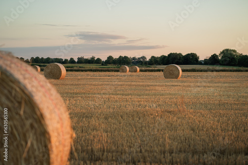 Field with hay bales at sunset. Summer harvest landscape. Wheat.
