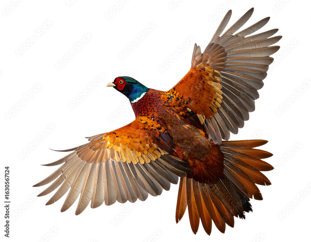 Obraz premium Flying Pheasant with Spread Wings and Flowing Tail Feathers, Mid-Flight, Transparent Background