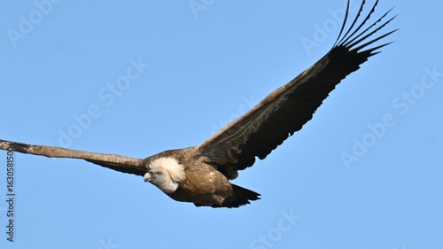 Foto vulture in flight