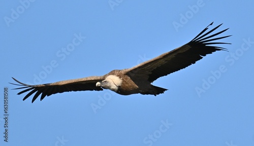 Schilderij op canvas vulture in flight