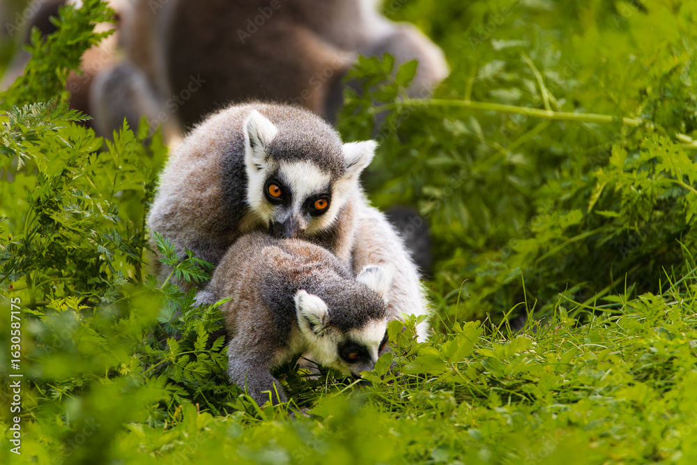 Obraz premium Two ring-tailed lemurs mating in the wild. A rare moment of natural animal behavior captured in their natural habitat, surrounded by lush vegetation.