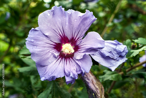 Close-up of a blooming purple ornamental hibiscus flower after rain in the garden