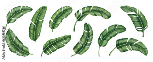 Botanical watercolor banana leaves bundle soft green leaves illustration.