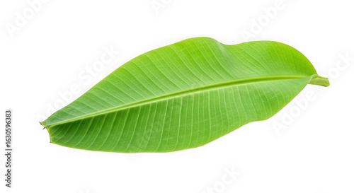 A vibrant green banana leaf isolated on transparent background