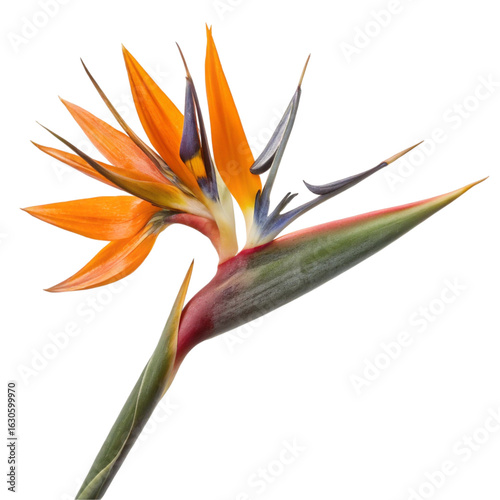Bird of paradise flower isolated on transparent background  
