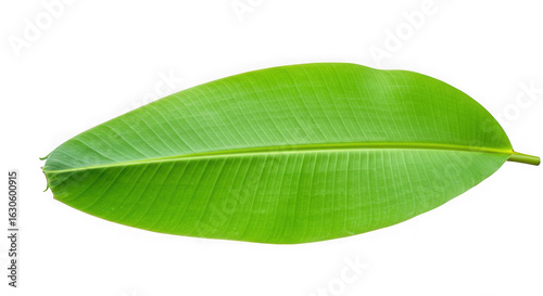 A vibrant green banana leaf isolated on transparent background