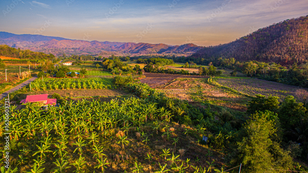Naklejka premium Golden Sunrise Over a Serene Okra Plantation An expansive okra field stretches across the rural landscape, illuminated by the golden glow of the rising sun. The plants glisten with morning dew