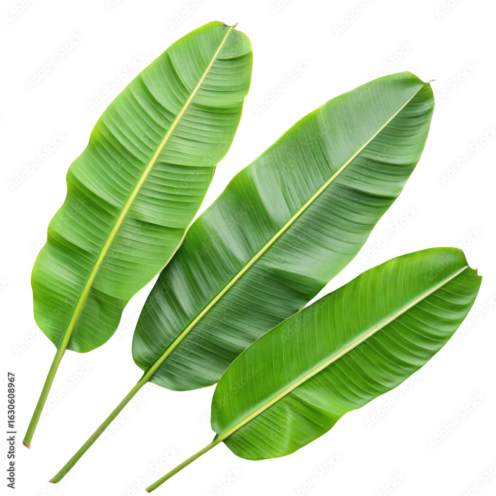 Obraz premium Banana leaf set isolated on transparent background 