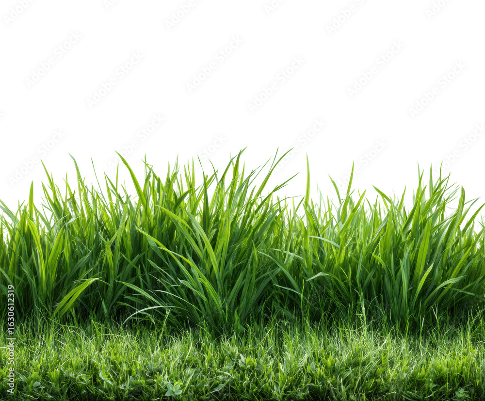 Fototapeta premium Vibrant green grass growing nature scene view environment isolated on transparent background, png