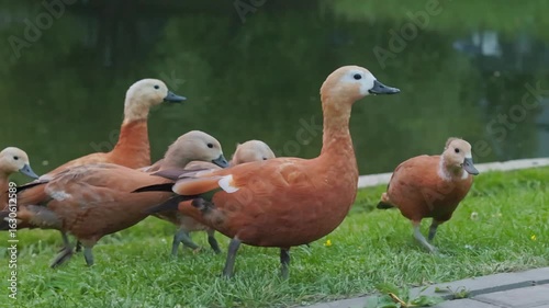 Graceful ducks wander along the lush bank while soft morning light creates a serene atmosphere.