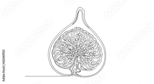 Vector art of detailed line drawing of a ripe fig cut in half, showcasing its intricate seeds and flesh on isolated background