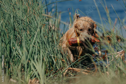 A golden retriever carries dummy from the field. Hunting dog, Training, training, upbringing. Working Golden Retriever in action